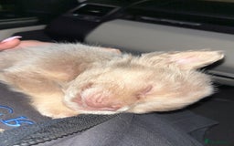 French Bulldog dogs for sale: Last girl left! Visual fluffy Frenchie  - Advert 5