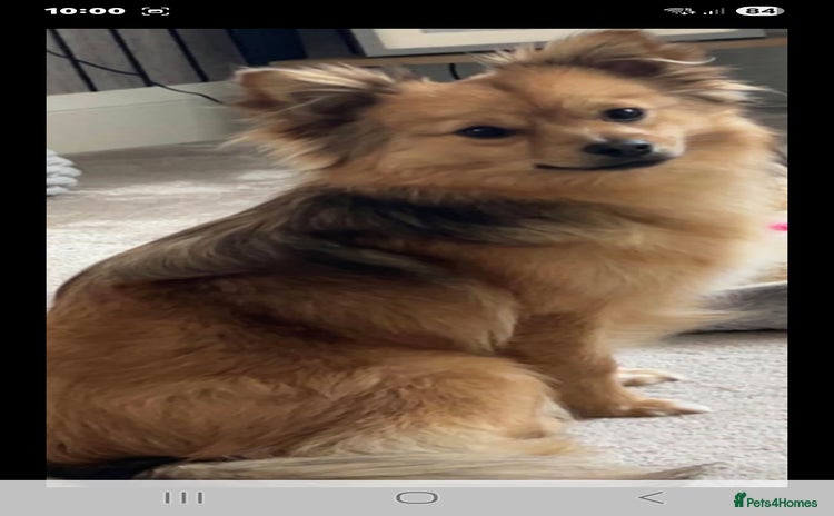 Mixed Breed dogs Pomspitz puppies  - Advert 1