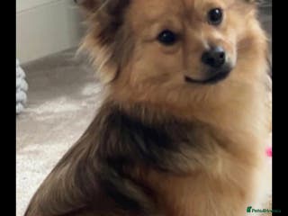 Mixed Breed dogs Pomspitz puppies - Advert 9