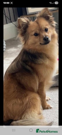 Mixed Breed dogs Pomspitz puppies - Advert 1