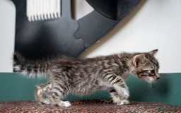 Bengal cats for sale: Gorgeous kittens, Wild-Patterned, Stunning Looks - Image 31