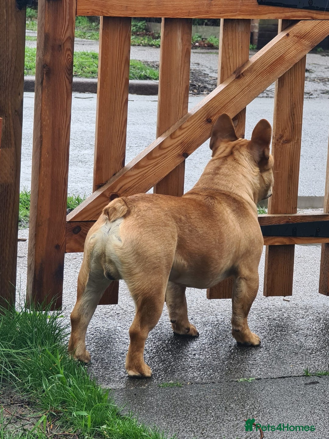 French Bulldog dogs for stud: King Midas son- Premium French Bulldog Stud - Advert 2