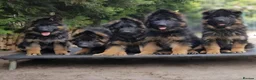 German Shepherd dogs for sale: German shepherd straigh back - Advert 2
