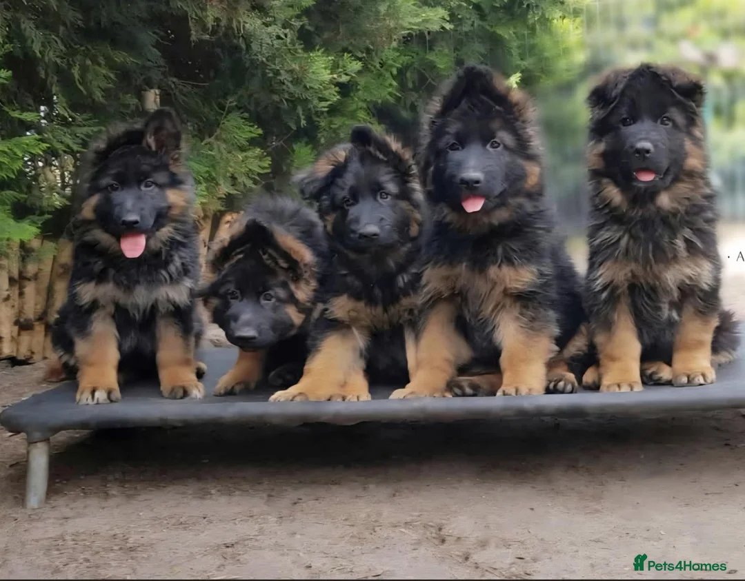 German Shepherd dogs for sale: German shepherd straigh back - Advert 2