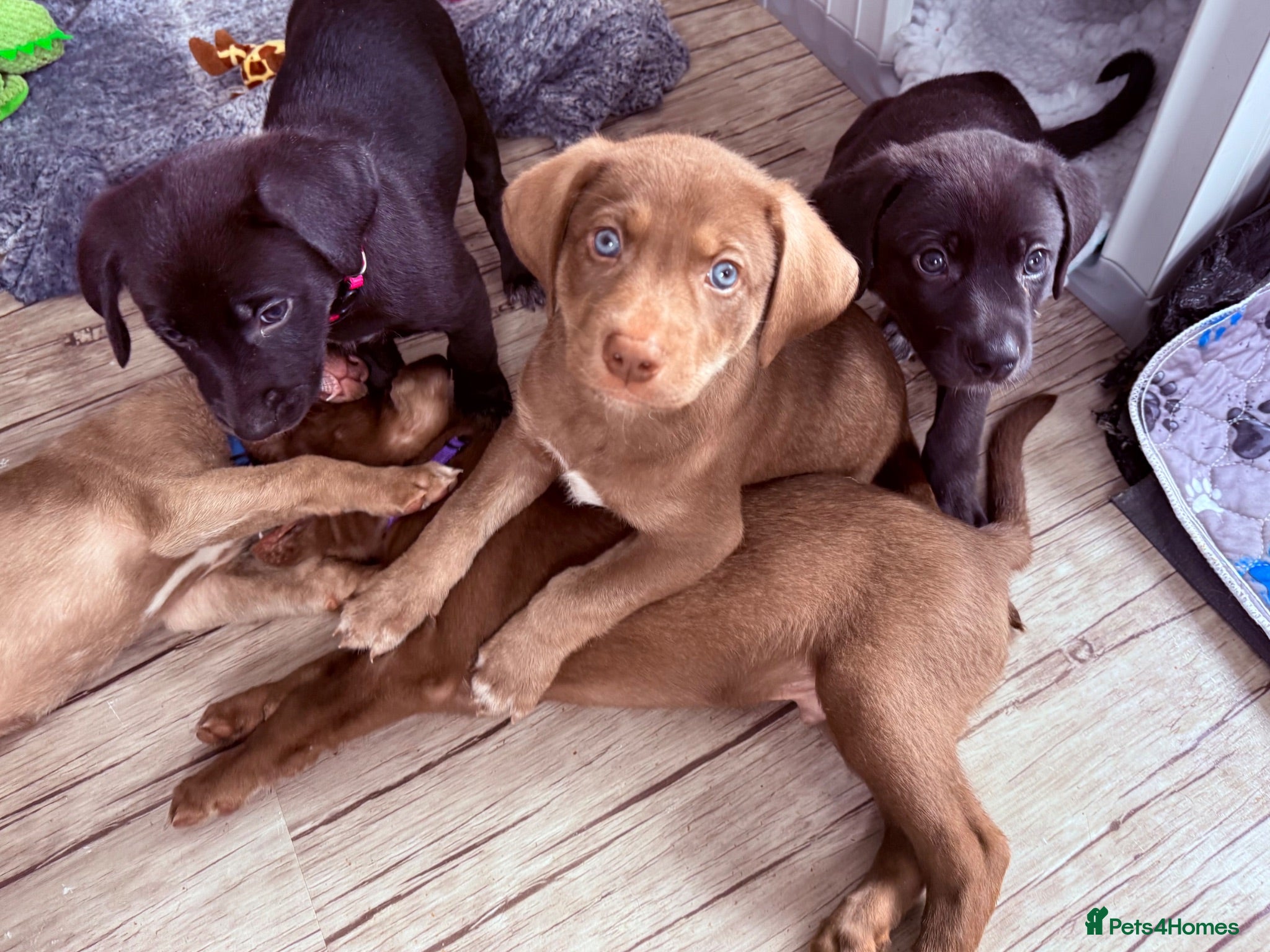 Mixed Breed dogs Gorgeous Siberian Shepsky x Weimaraner Puppies  - Advert 1