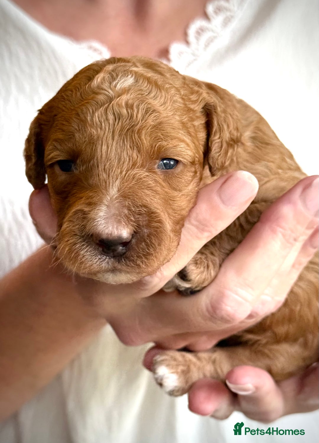 Mixed Breed dogs for sale: Health Tested miniature Goldendoodles  - Image 28