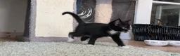 Mixed Breed cats for sale: Beautiful litter of 4 - Advert 8