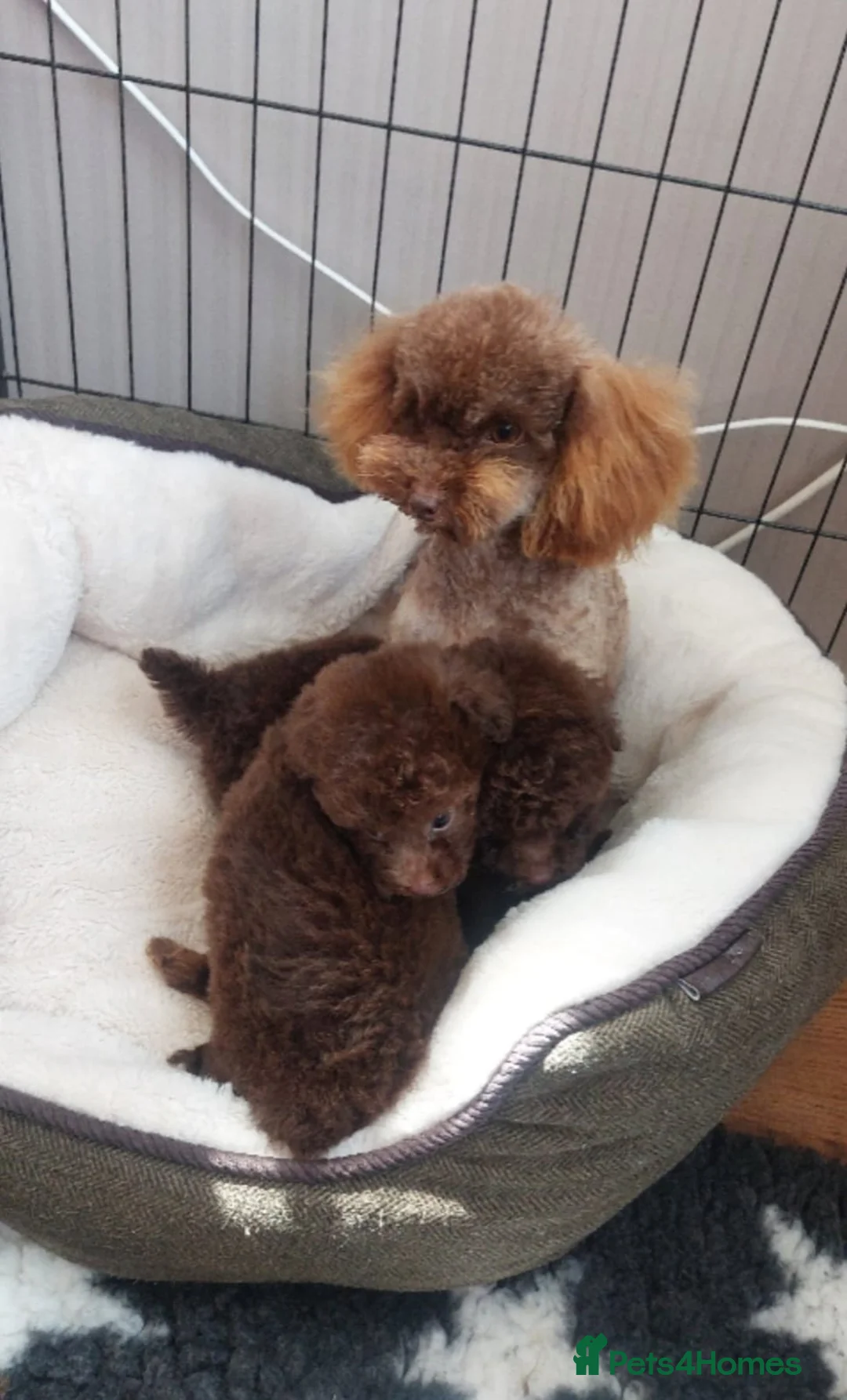 Toy Poodle dogs for stud: Stunning KC None fading Chocolate Phantom stud in Rickmansworth - Advert 17