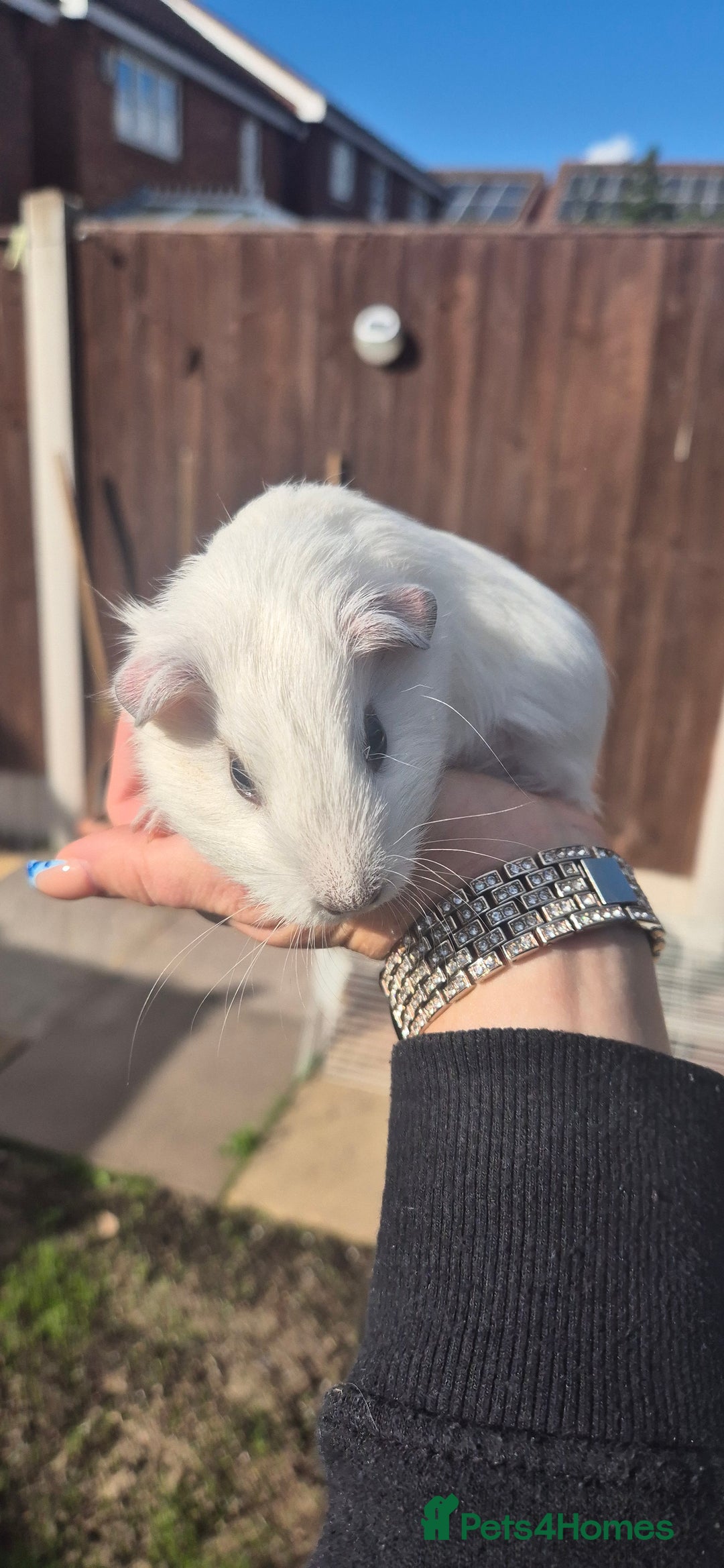 Mini Lop rabbits for sale: Guinea Pigs in Walsall - Image 2