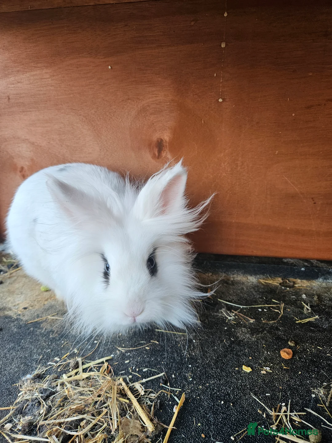 Lionhead rabbits for sale: 2 lovely lionhead rabbits for sale - Advert 3