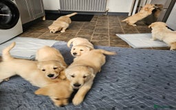 Golden Retriever dogs for sale: Ready to leave KC registered golden retriever - Image 15