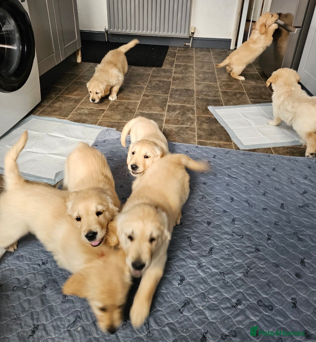 Golden Retriever dogs for sale: Ready to leave KC registered golden retriever - Image 15