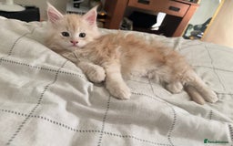 Maine Coon cats for sale: Cream beautiful and fluffy kittens  in Oxford - Image 5