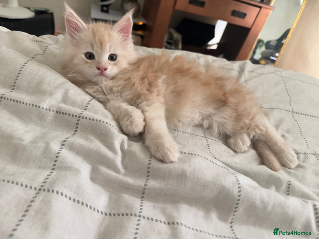 Maine Coon cats for sale: Cream beautiful and fluffy kittens  in Oxford - Image 5