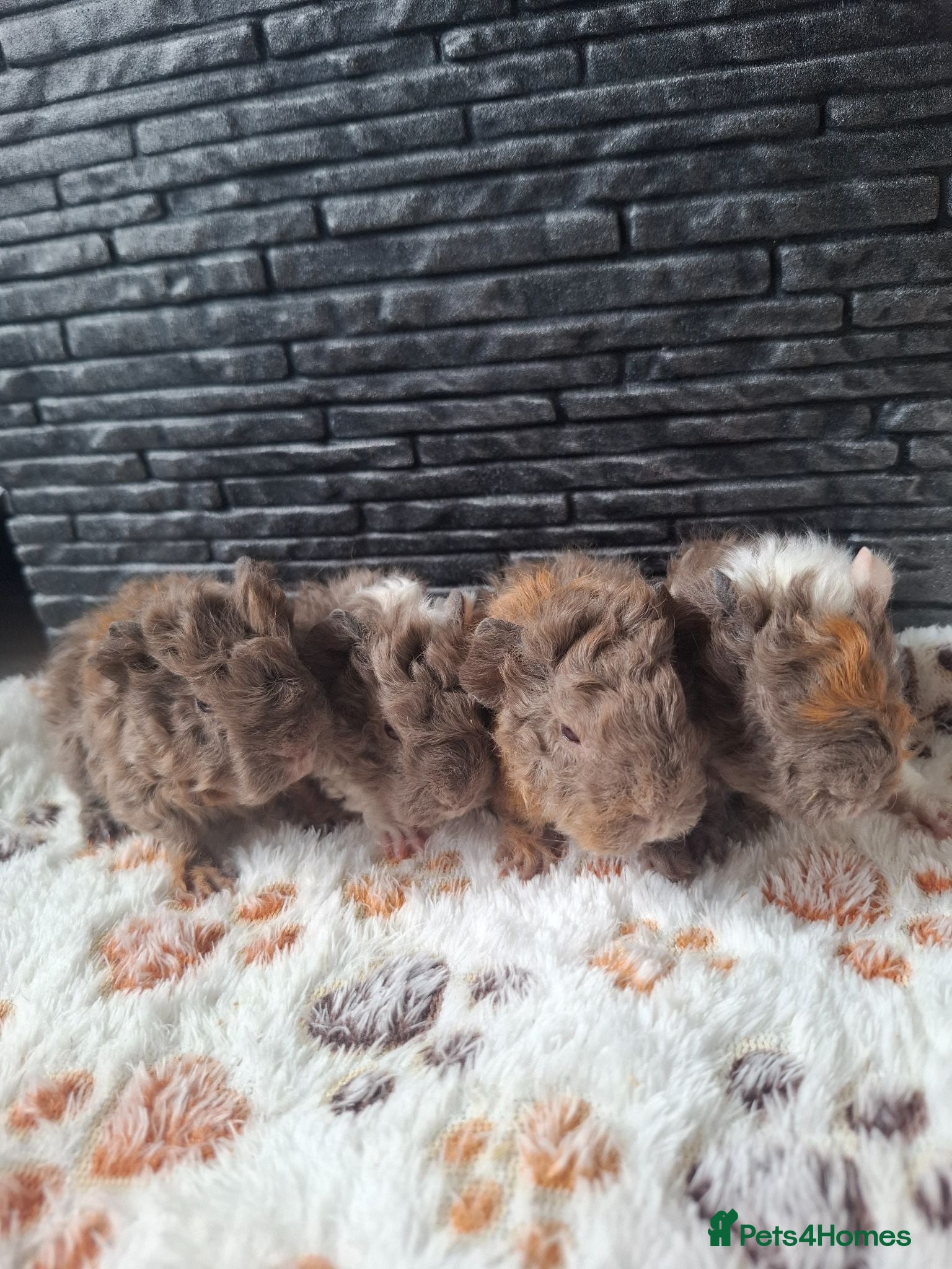 Guinea Pig rodents Lunkarya boars  - Advert 5