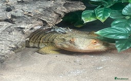 Bearded Dragon reptiles for sale: Male Bearded Deagon and full set up. - Image 3
