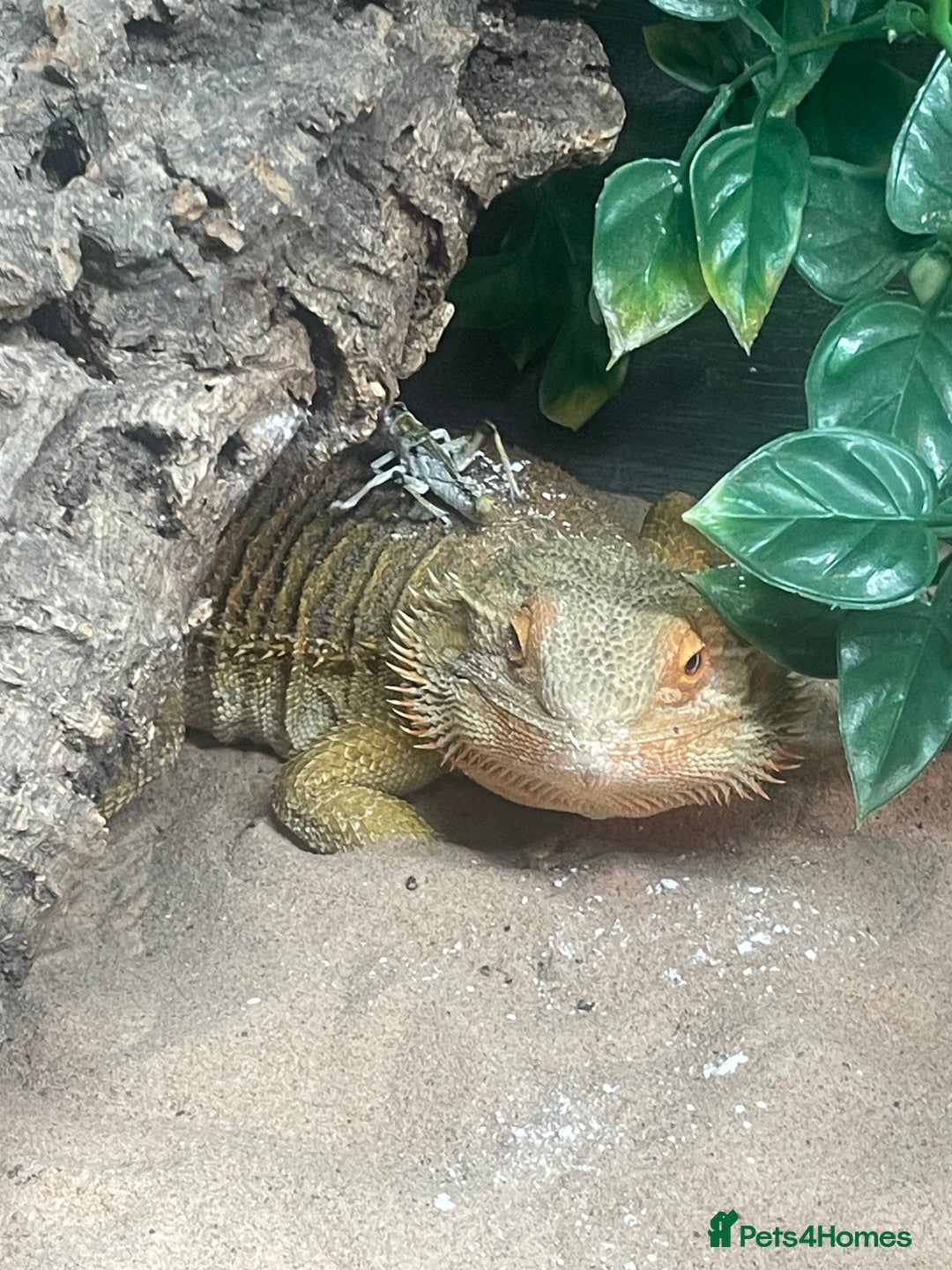 Bearded Dragon reptiles for sale: Male Bearded Deagon and full set up. - Image 3
