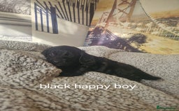 Cockapoo dogs for sale: 4 outstanding cockerpoos  - Image 39