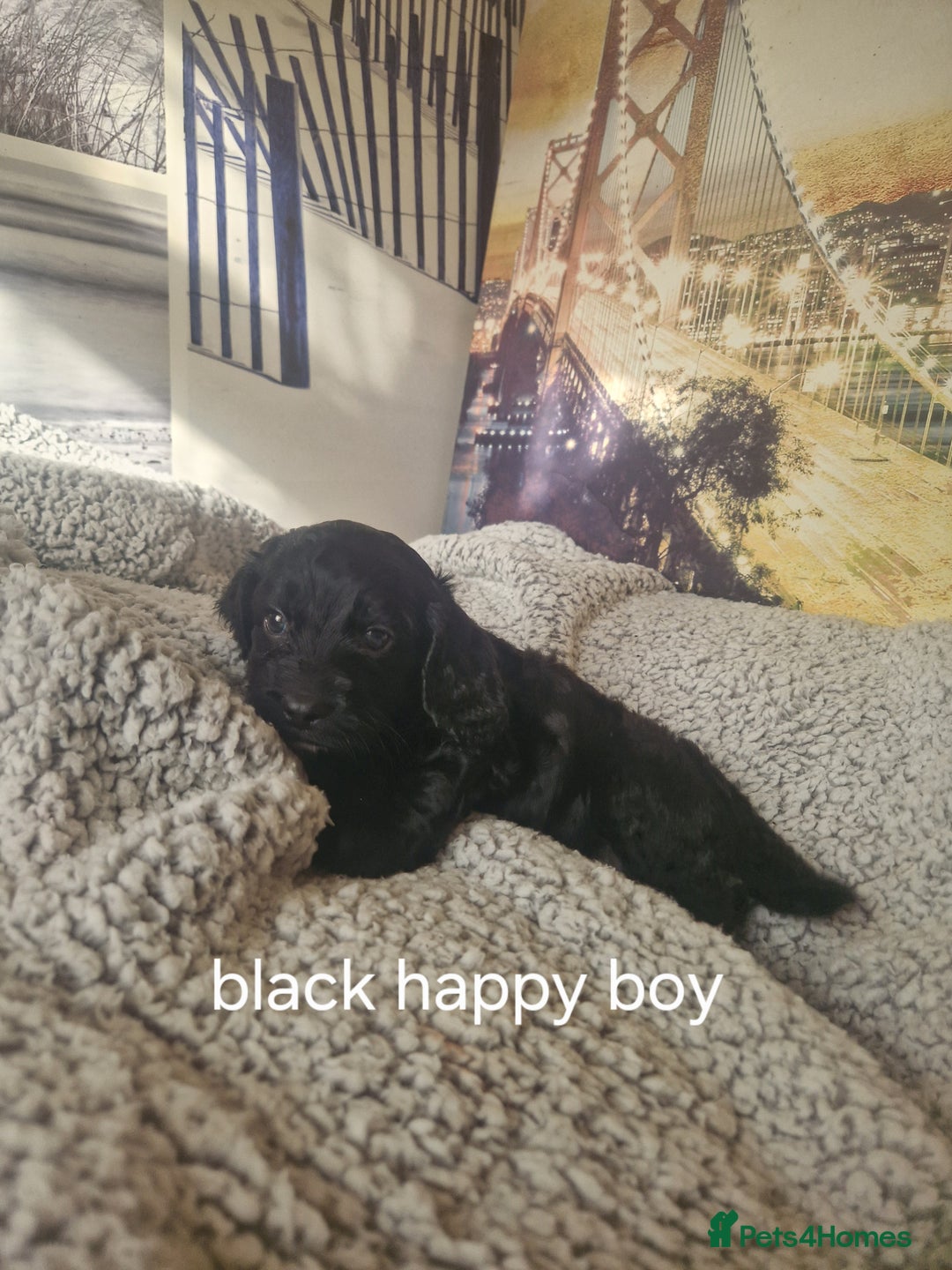 Cockapoo dogs for sale: 4 outstanding cockerpoos  - Image 39