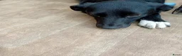Mixed Breed dogs for adoption: Meet Ember, currently residing in Sheffield  in Sheffield - Advert 7