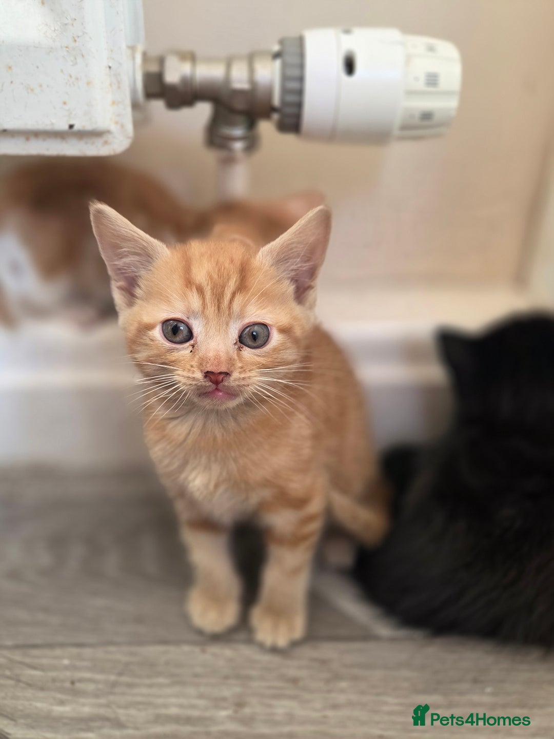 Domestic Shorthair cats for sale: Beautiful  kittens - Advert 2