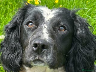 English Springer Spaniel dogs KC Registered, Proven Springer Spaniel for Stud - Advert 1
