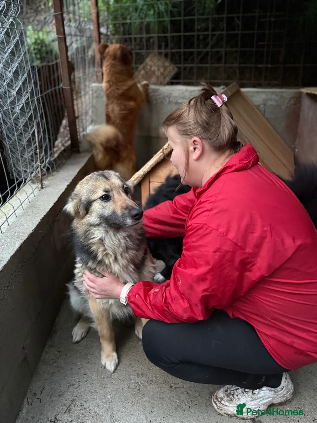 Mixed Breed dogs for adoption: Saturday 🩷 - Advert 8