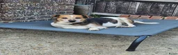 Mixed Breed dogs for adoption: Beauty for adoption - Advert 2