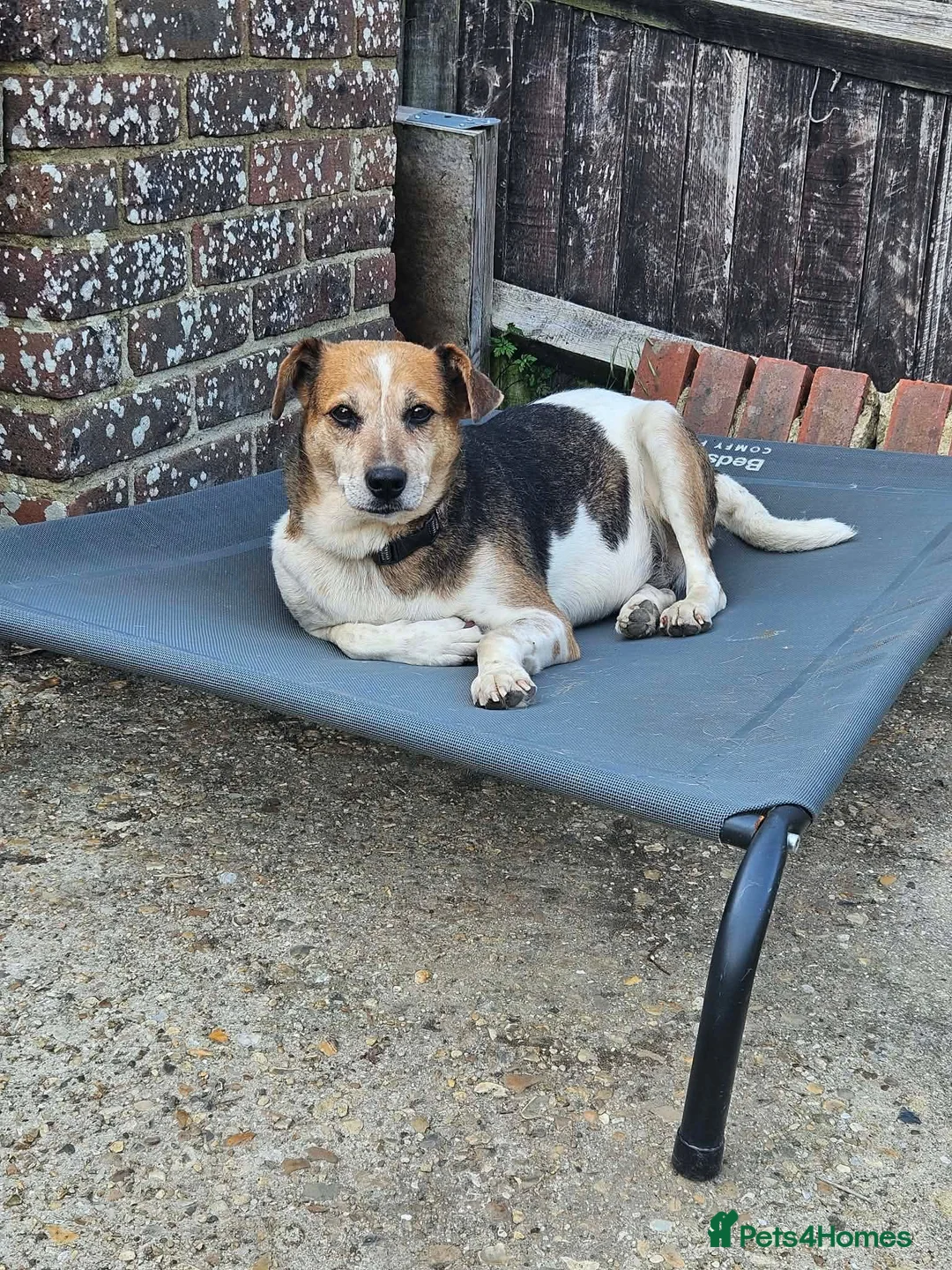 Mixed Breed dogs for adoption: Beauty for adoption - Advert 2