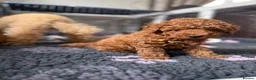 Toy Poodle dogs for sale: KC Registered Toy Poodle Puppies – DNA Clear,  - Advert 32