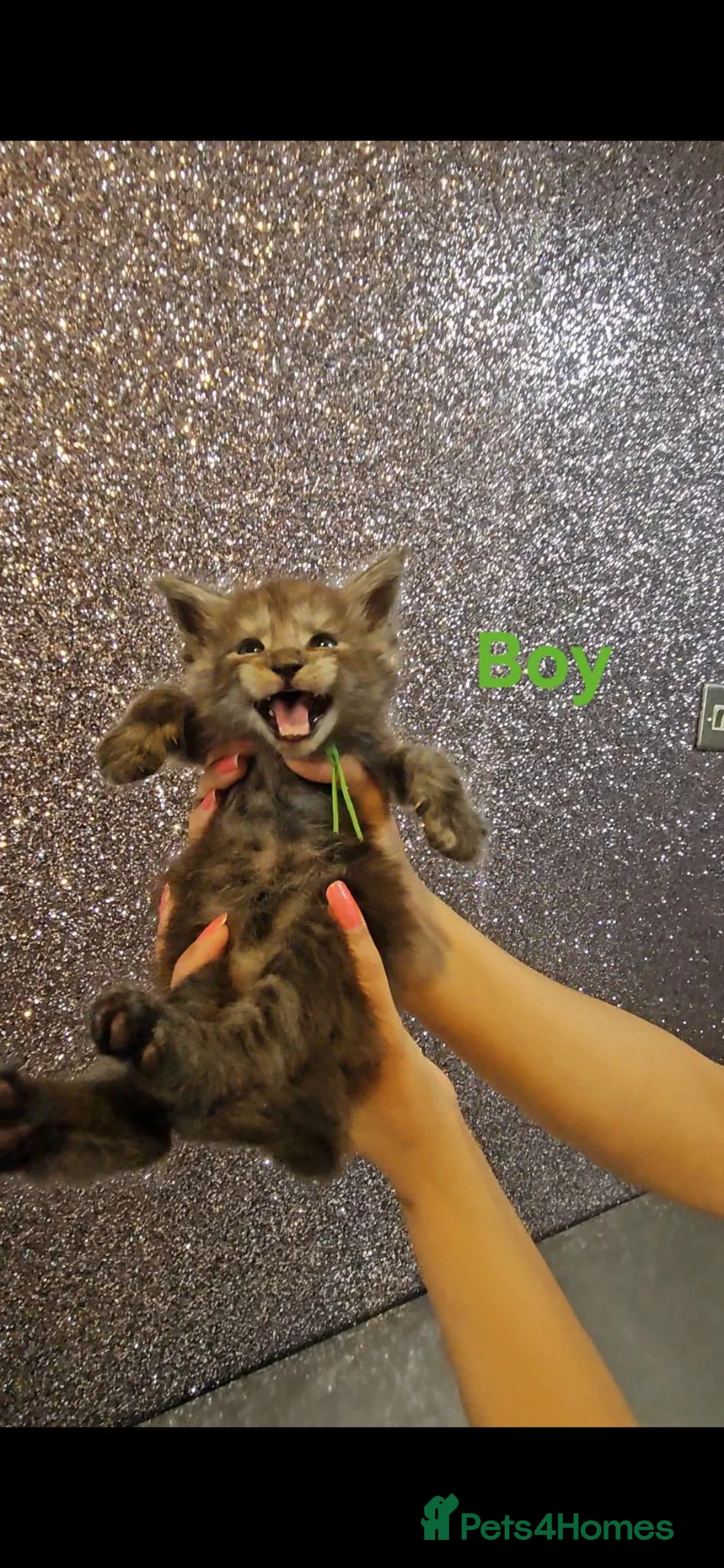 Maine Coon cats for sale: TICA Registered Maine Coon Kittens. - Advert 1