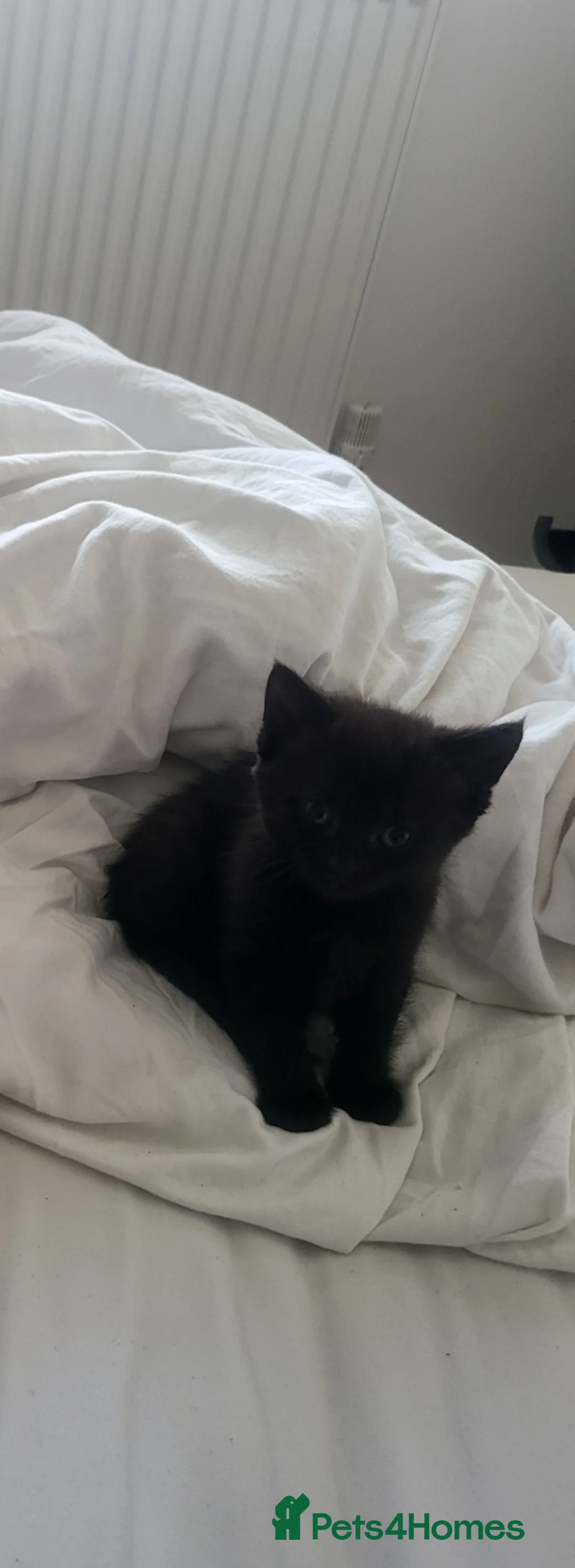 Mixed Breed cats for sale: 8 week old gorgeous kitten  - Advert 6