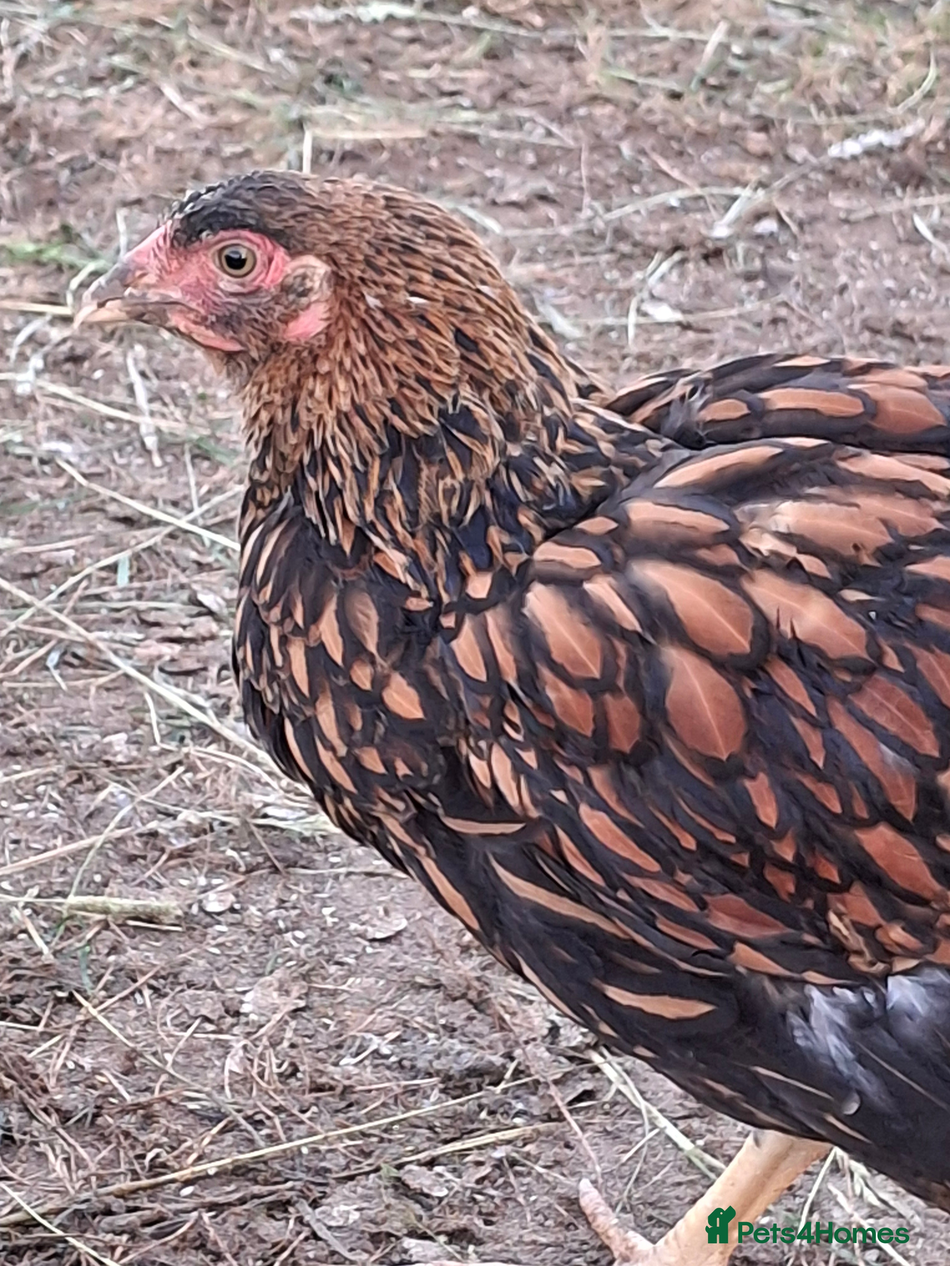 Chickens poultry LACED WYANDOTTES  - Advert 14