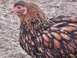 Chickens poultry LACED WYANDOTTES - Advert 14