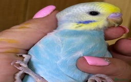 Budgerigars birds for sale: Rainbow budgie hand reared  - Image 17