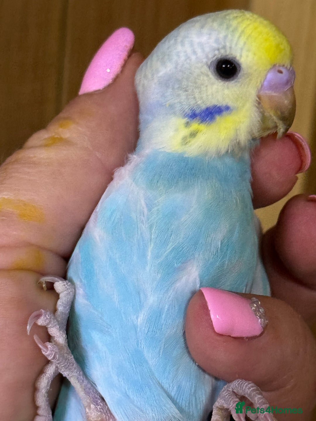 Budgerigars birds for sale: Rainbow budgie hand reared  - Image 17