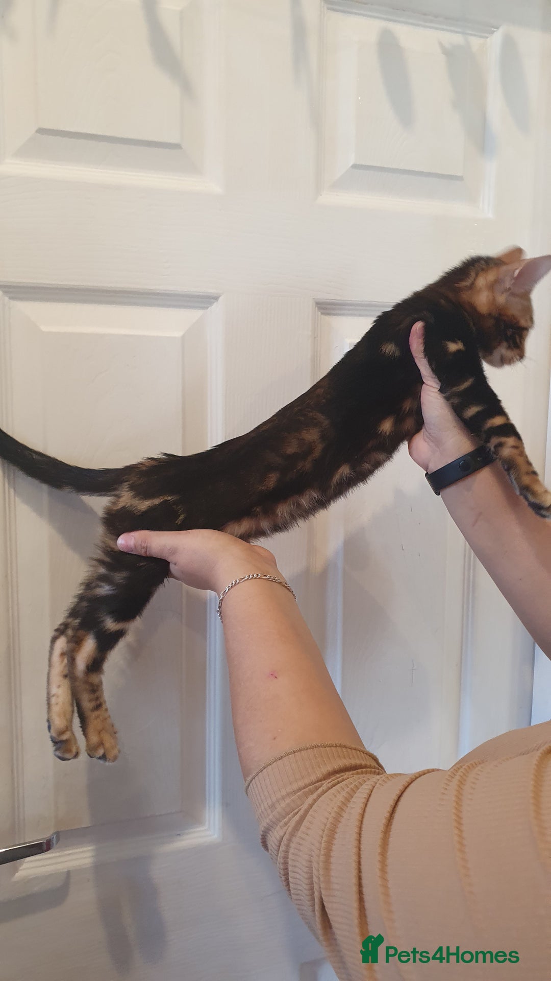 Bengal cats for sale: Pedigree Bengal Kittens - Advert 21