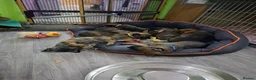 Mixed Breed dogs for sale: Belgian Malinois puppies  in Lincoln - Advert 5