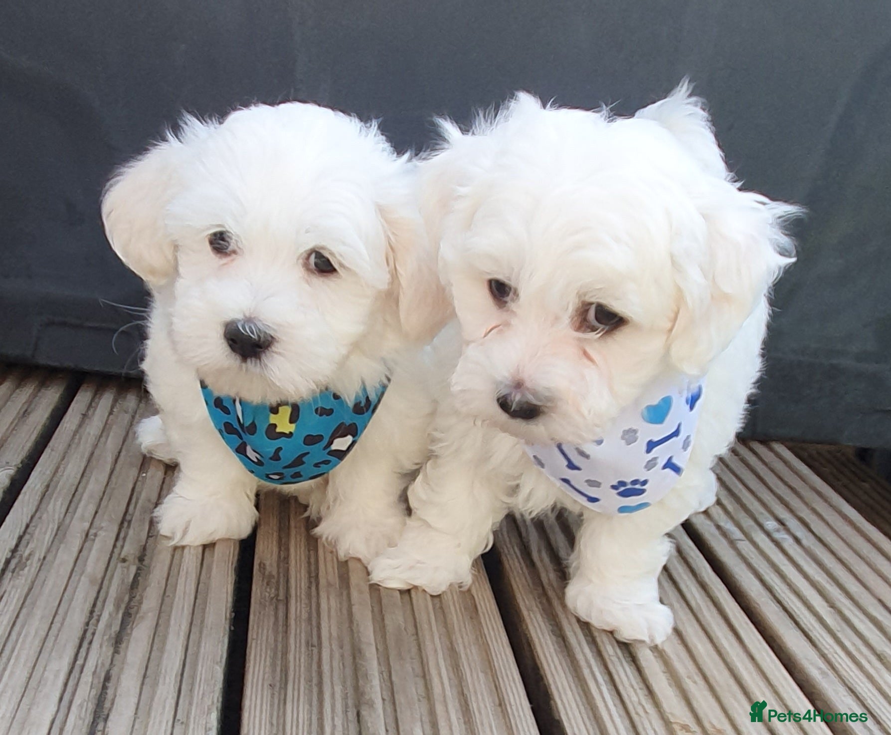 Maltese dogs 🌟KC Registered Maltese Puppies 4 Girls and 4 Boys - Advert 4