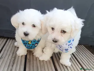 Maltese dogs 🌟KC Registered Maltese Puppies 4 Girls and 4 Boys - Advert 4