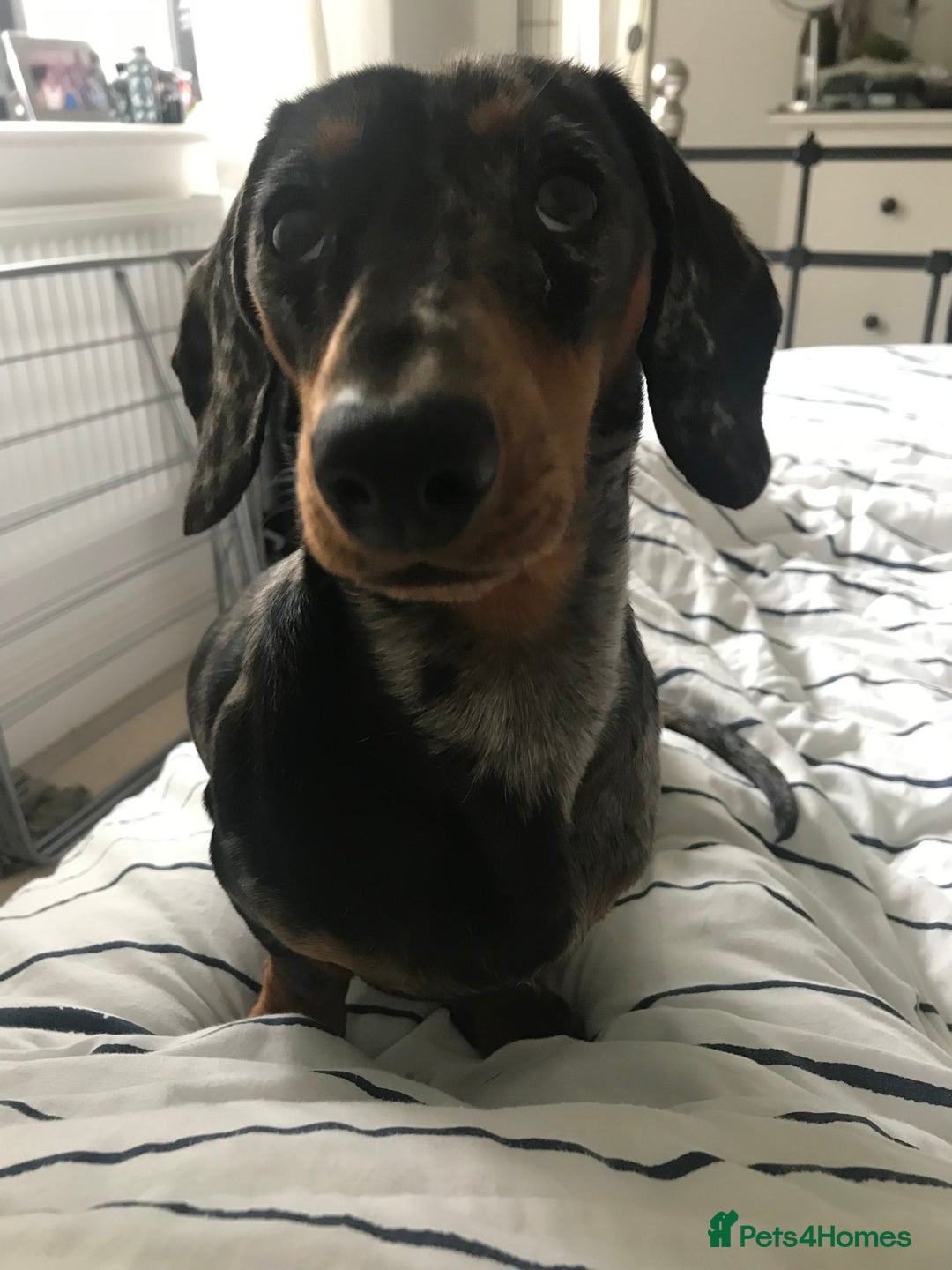 Dachshund dogs for sale: Dachshund - Image 4
