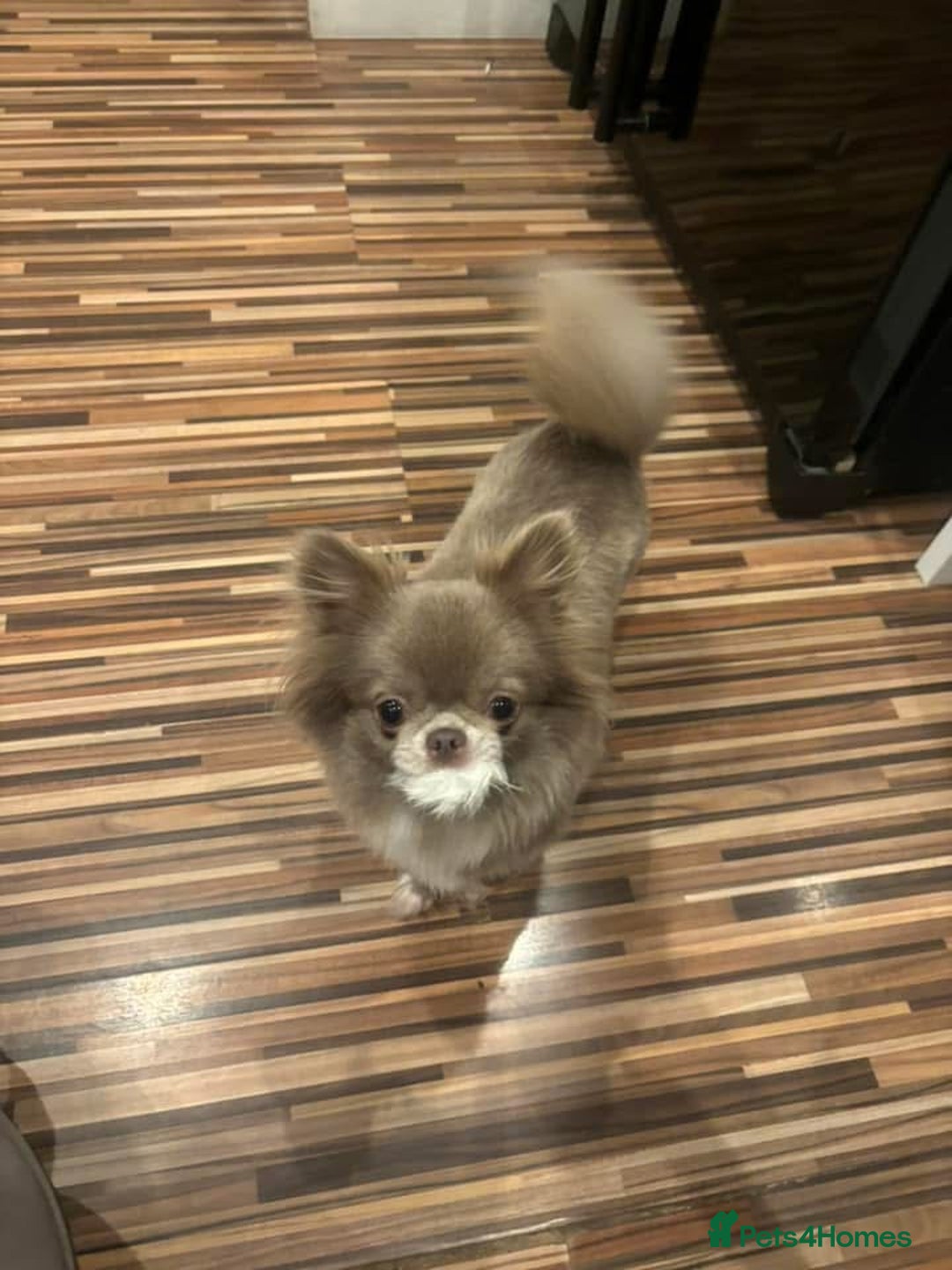 Chihuahua dogs for sale: Two campion quality chihuahua couple for sale    - Advert 3