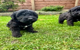 Bedlington Terrier dogs for sale: Stunning Bedlington Terrier puppies  - Image 19