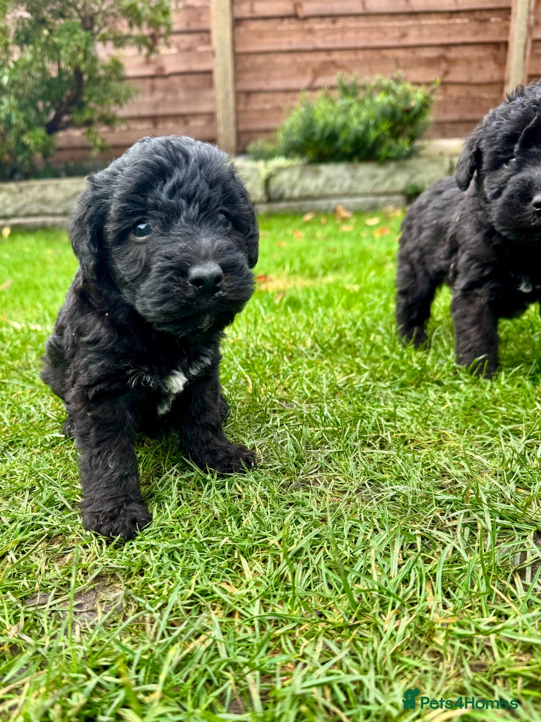 Bedlington Terrier dogs for sale: Stunning Bedlington Terrier puppies  - Image 19