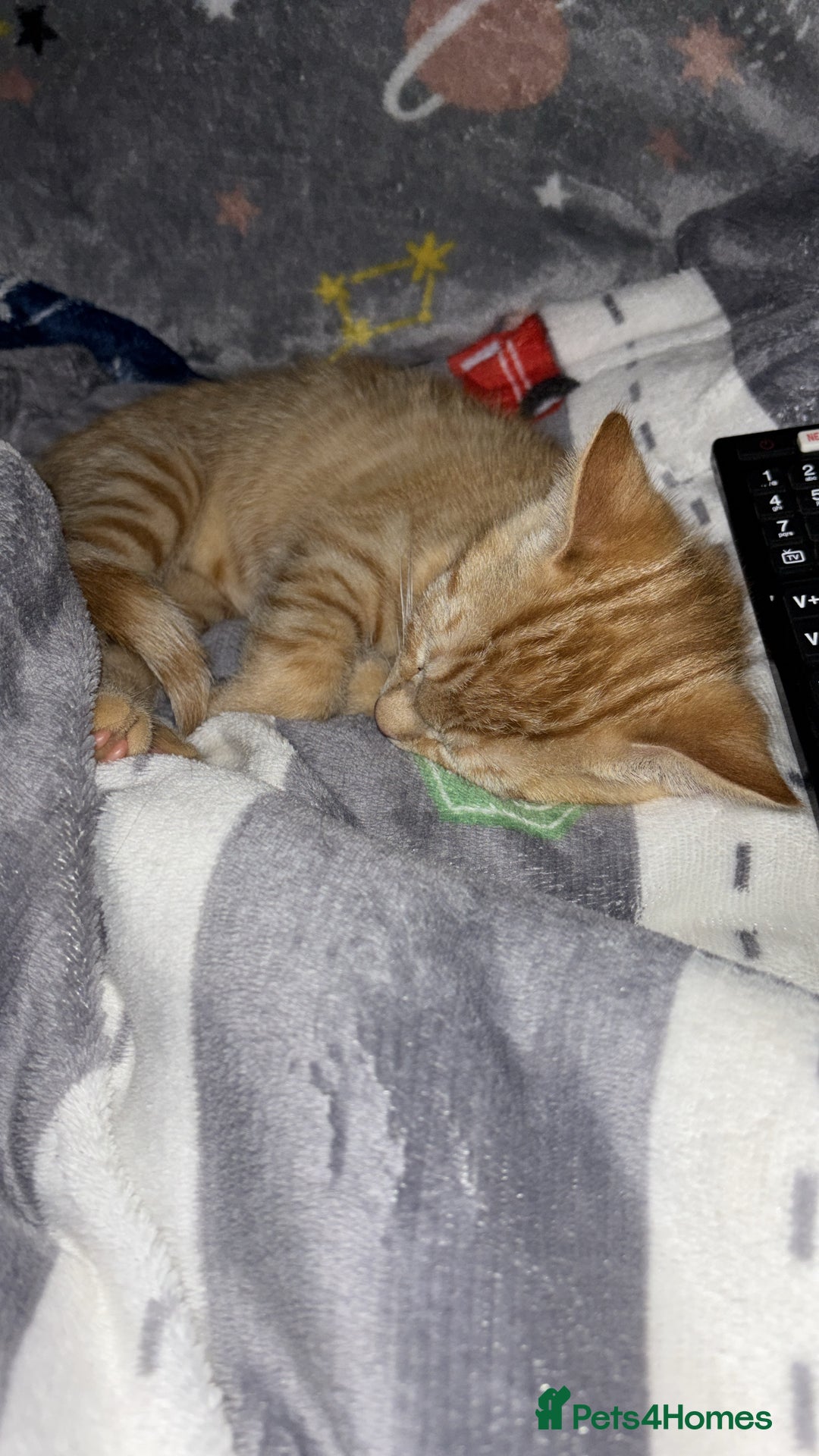 Mixed Breed cats for sale: Tigger for sale - Advert 3