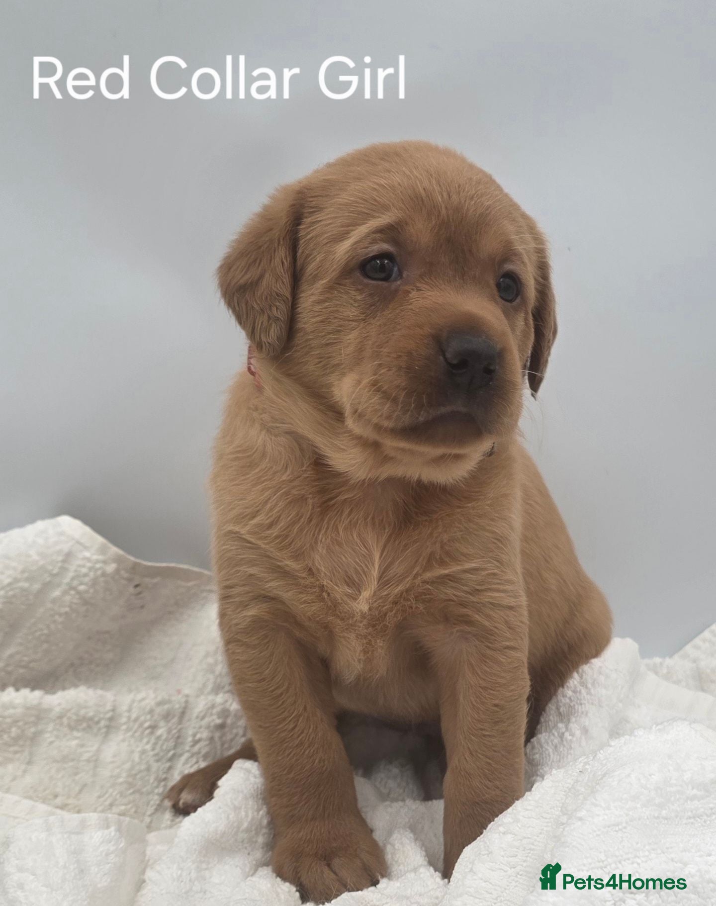 Labrador Retriever dogs KC REG, EHANCED HEALTH TESTED, RED & YELLOW LABS - Advert 1