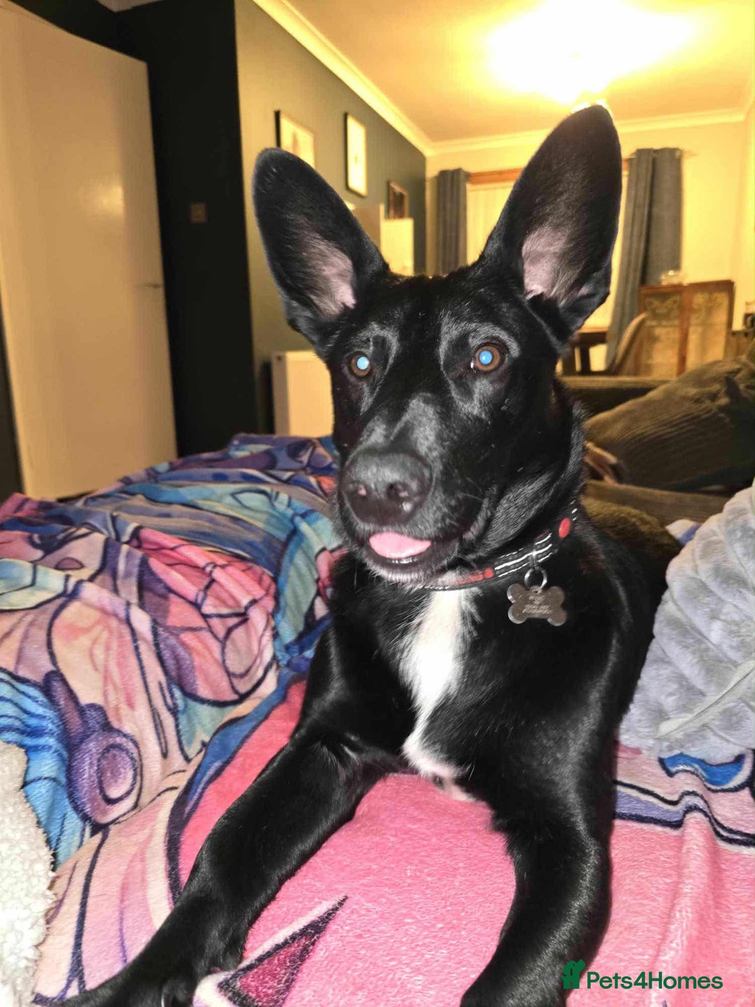 Mixed Breed dogs for adoption: WHISKY - 19 months old, Male, Mixed Breed - Image 6