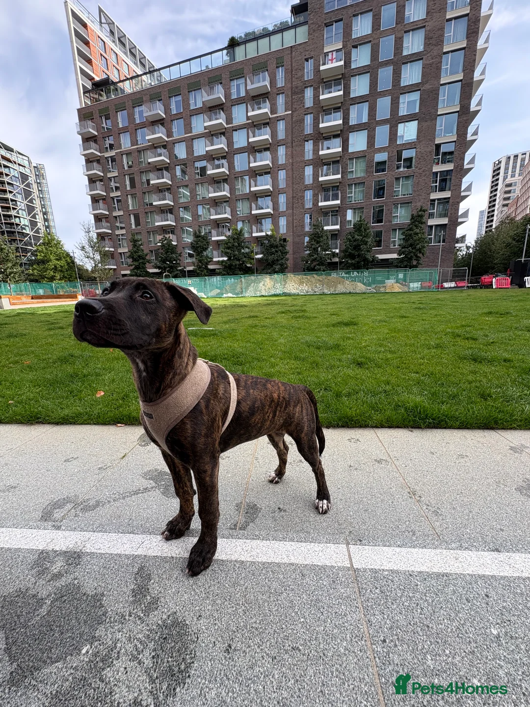 Mixed Breed dogs for sale: Cali- our beautiful lady needs a home  - Advert 5