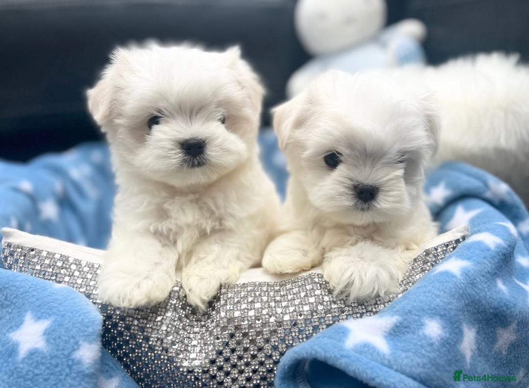 Maltese dogs for sale: ✨💫Tiny Exquisite Bambelina Maltese 💫✨ - Image 16