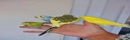 Budgerigars birds for sale: Super silly hand tamed baby budgies  - Advert 9